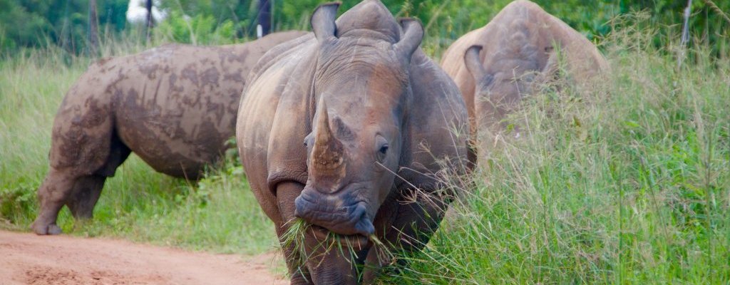 Ziwa Rhino Sanctuary