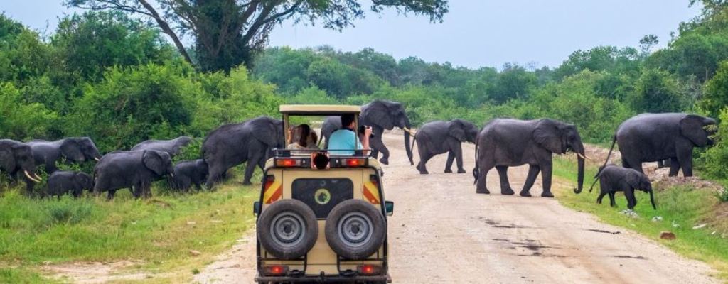 Classic wildlife safaris in Uganda and Rwanda with game drives, boat safaris and guided walks in National Parks and Wildlife Reserves